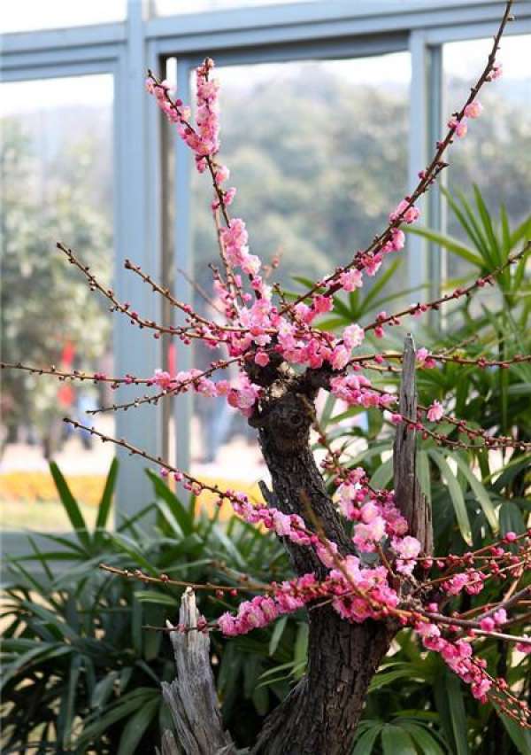 Reasonable Fertilization of Plum Blossom