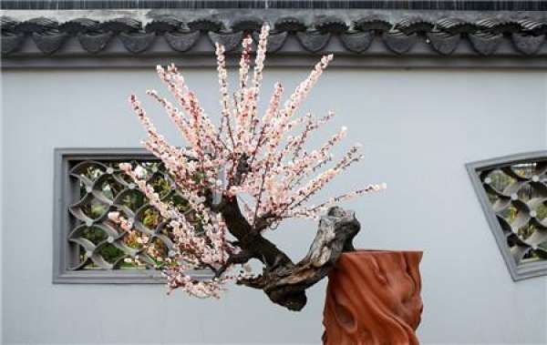 Reasonable Fertilization of Plum Blossom