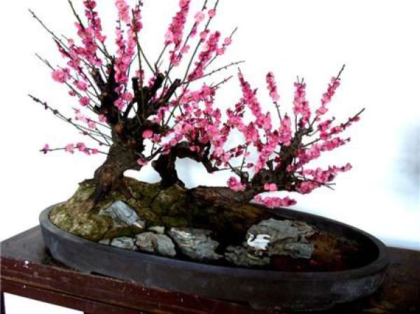 Reasonable Fertilization of Plum Blossom