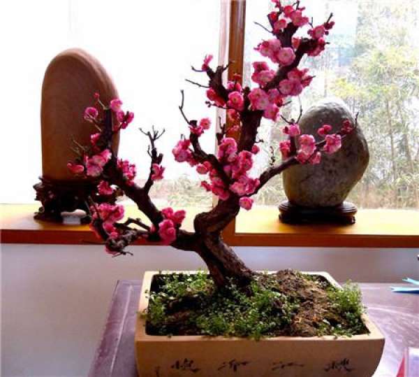 Attention to maintenance of plum blossom in autumn and win