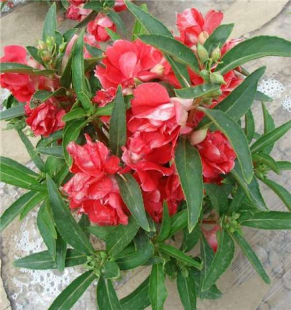 When does the camellia impatiens bloom?