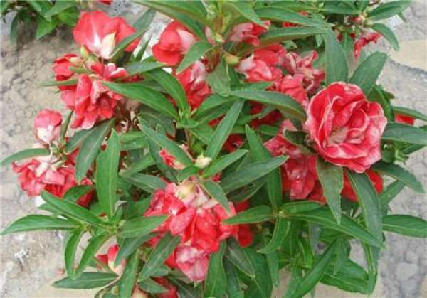 When does the camellia impatiens bloom?
