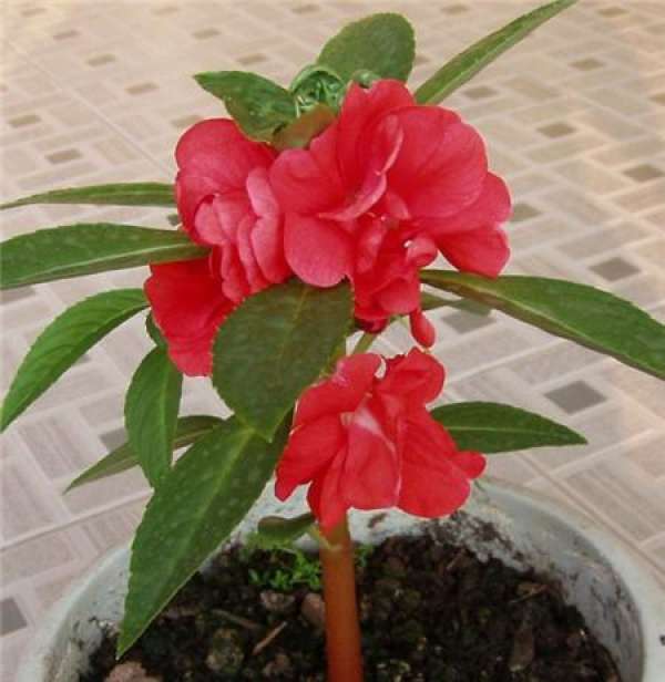 When does the camellia impatiens bloom?