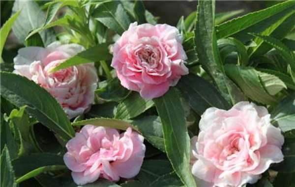 When does the camellia impatiens bloom?