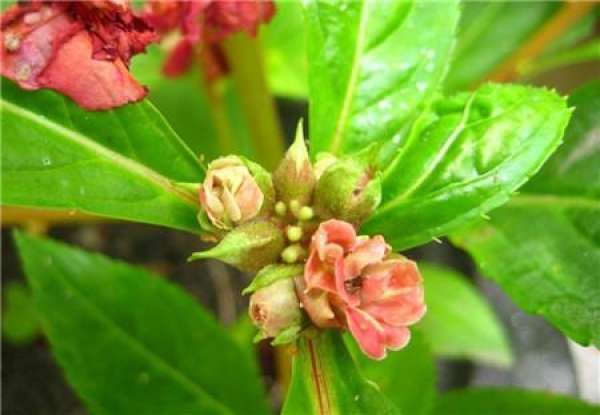 when does camellia and Impatiens bloom