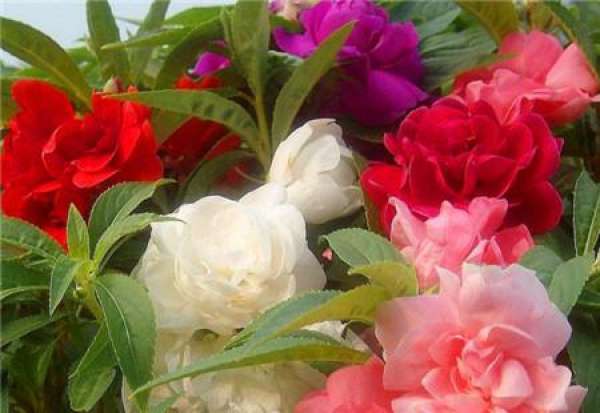 when does camellia and Impatiens bloom
