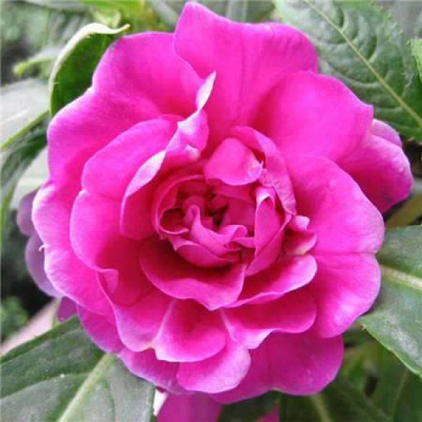 when does camellia and Impatiens bloom
