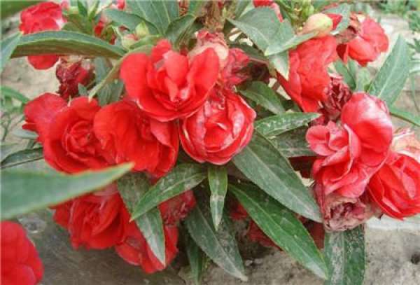 Impatiens camellia blooms