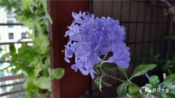 Blue Snowflake