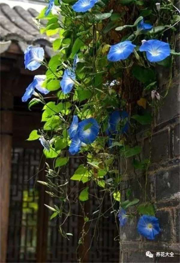 Blue Snowflake