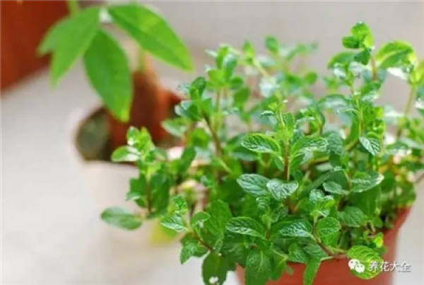 Peppermint