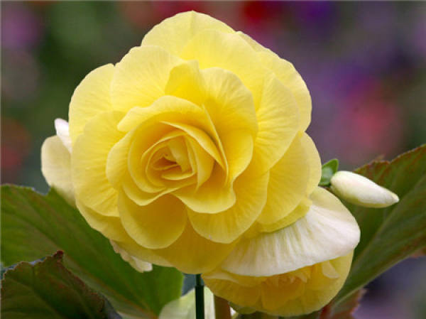 Begonia tuberhybrida Begonia tuberhybrida