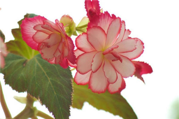 Begonia tuberhybrida Begonia tuberhybrida