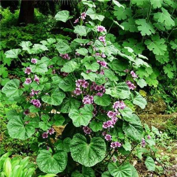 pictures of sunflower language