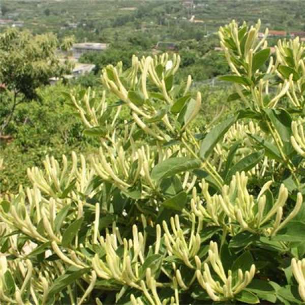 honeysuckle