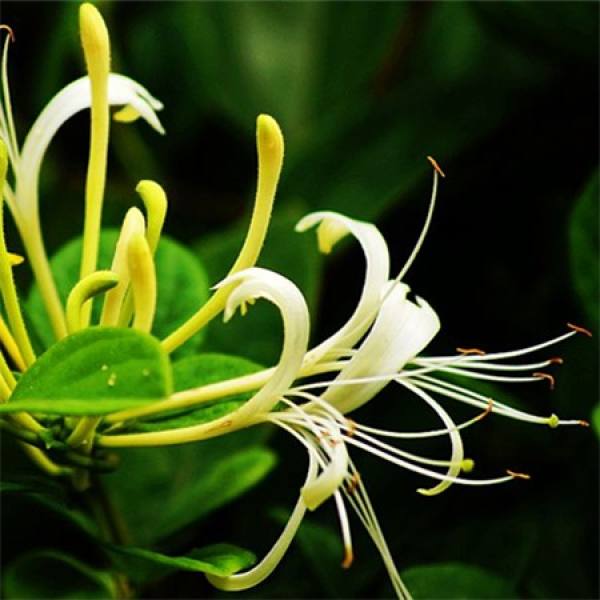Honeysuckle picking