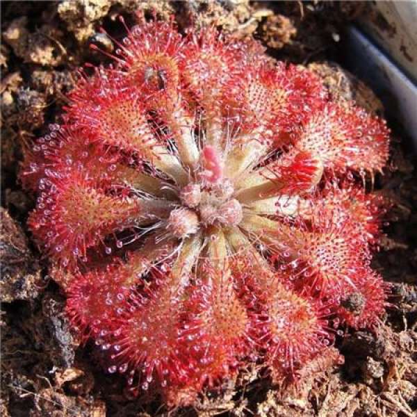 Picture of sundew varieties