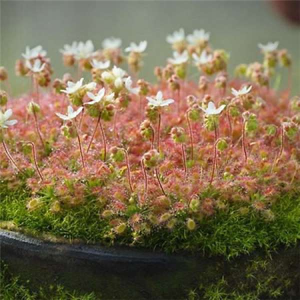 Picture of sundew varieties