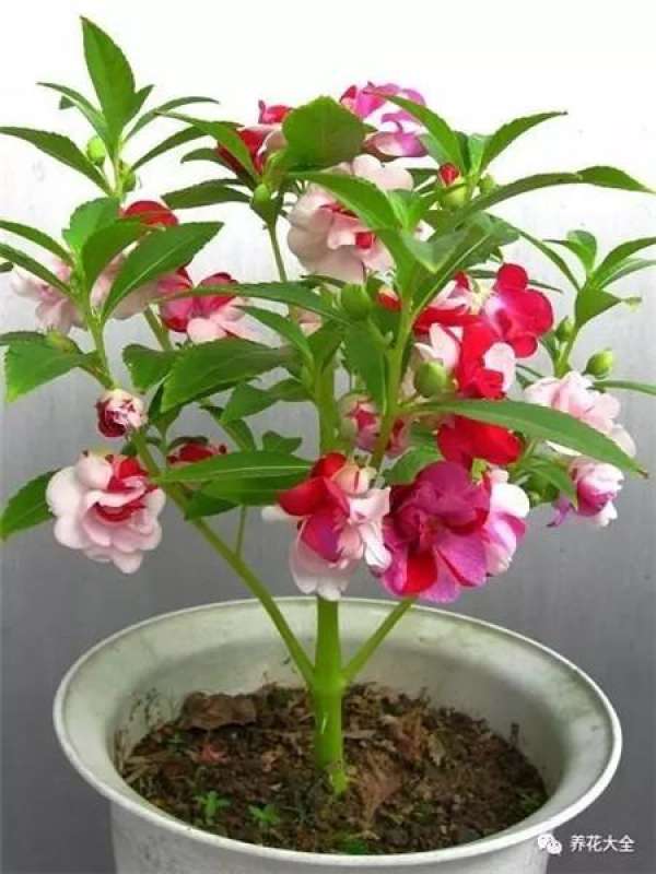 Plants that do not require pinching