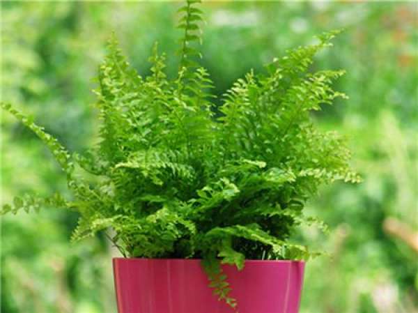 picture of Boston fern