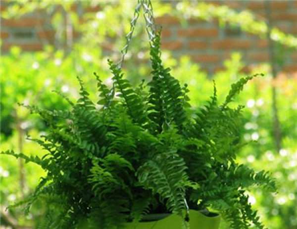 Boston Fern Propagation Photo