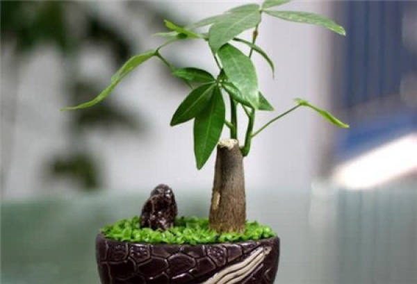Taiwan fortune tree pictures