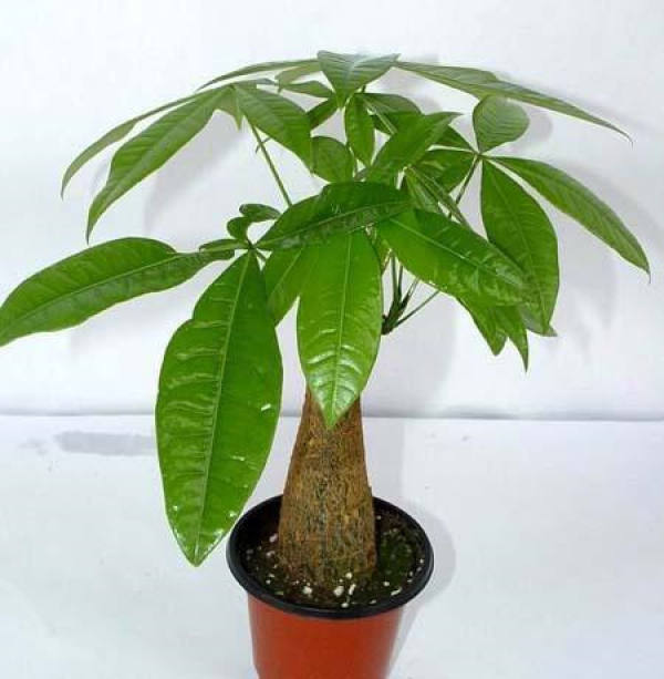 Taiwan fortune tree pictures