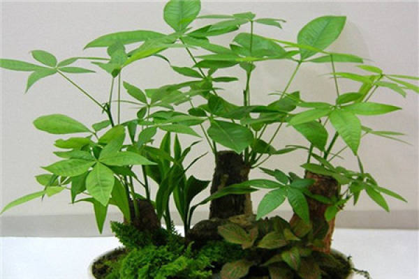 Make a fortune beautiful tree pictures