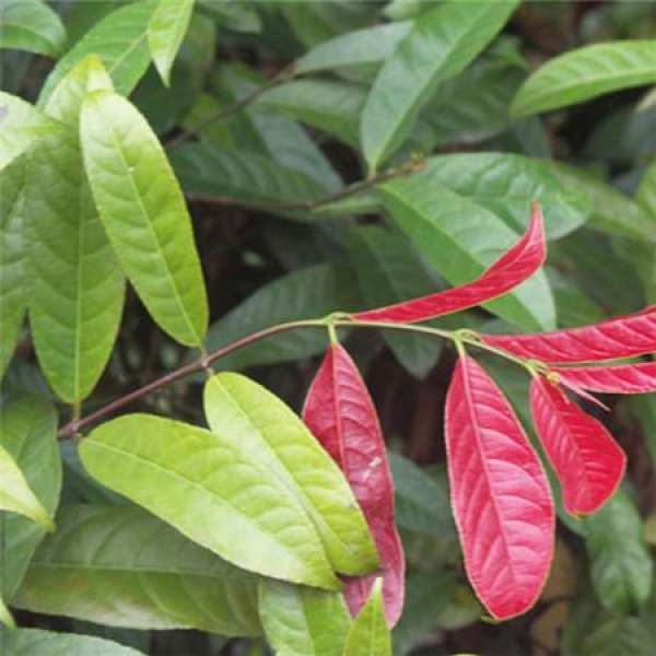 Grafting Diagram of Cinnamomum crassifolium