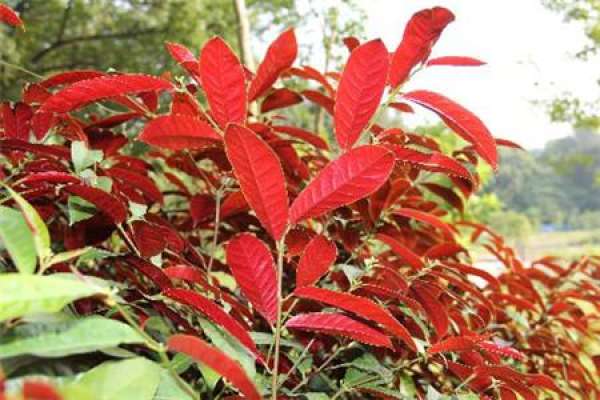 Picture of Grafting Propagation of Cinnamomum cassia