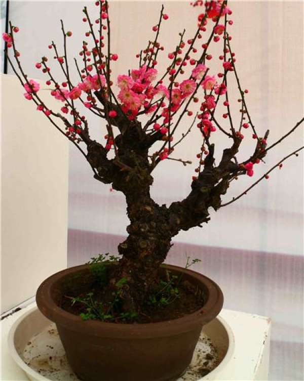 Potted Plum Blossom