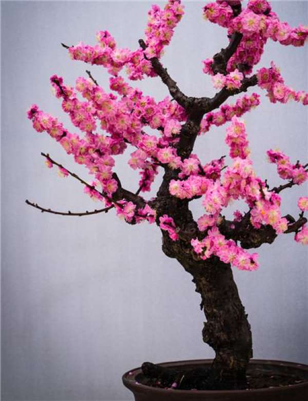 Potted Plum Blossom