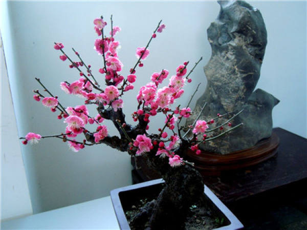 Plum picture
