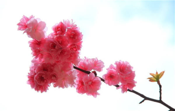 Cherry blossoms lose their leaves because of seasonal changes.