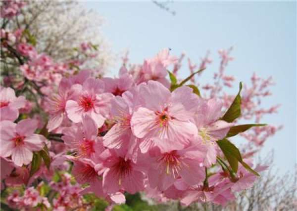 Cherry blossoms lose their leaves because of seasonal changes.