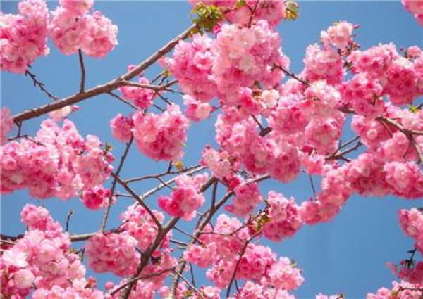 Cherry Blossom leaves fall in season