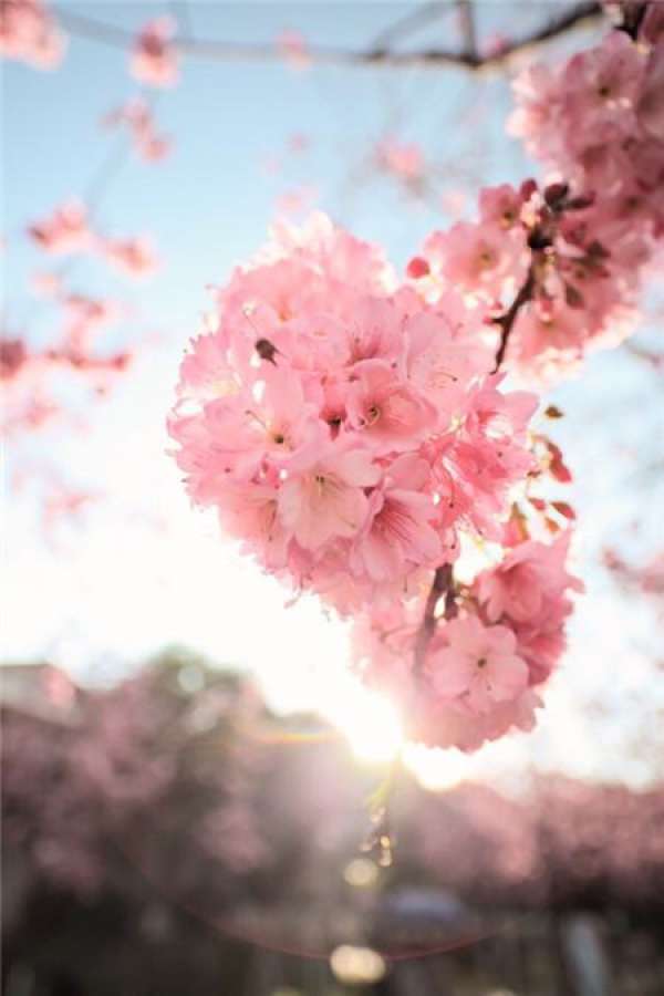 Cherry trees lose their leaves because of too much fertilizer.