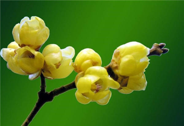 Chimonanthus praecox needs reasonable fertilization