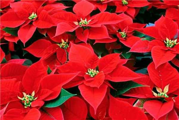Poinsettia leaves turn yellow because the pot soil is too dry.