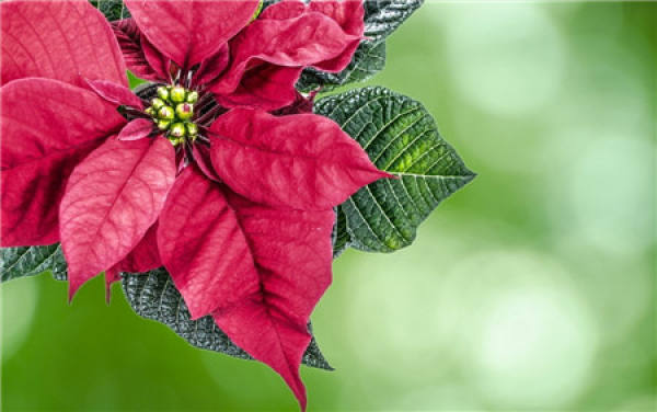 Poinsettia leaves turn yellow because the pot soil is too dry.