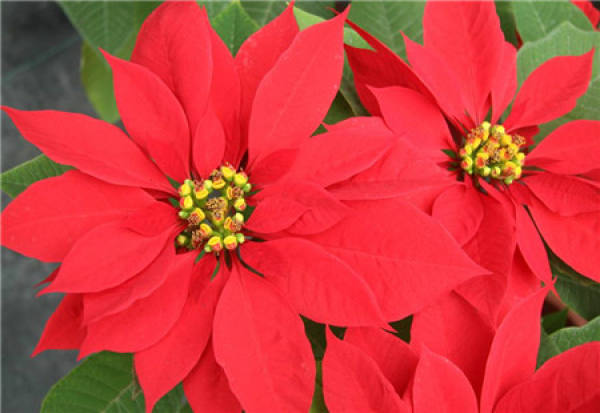 Poinsettia leaves turn yellow because the soil is too dry