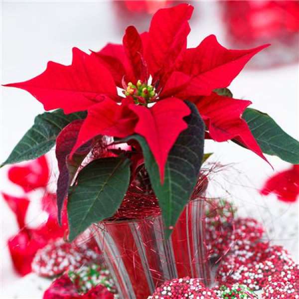 Poinsettia leaves turn yellow because the soil is too dry