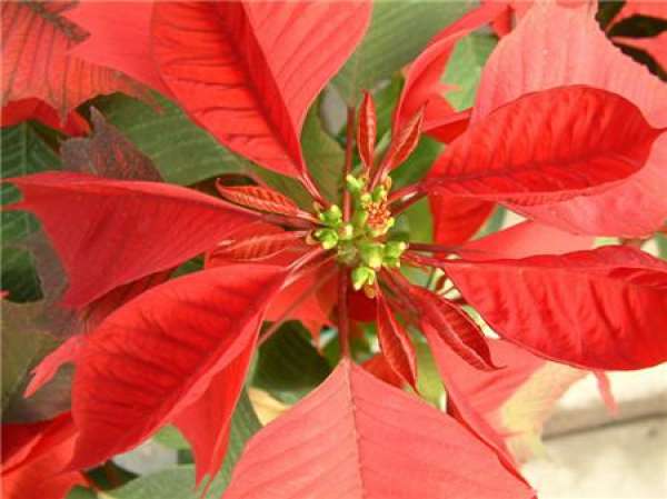 Poinsettia leaves turn yellow because of lack of light.