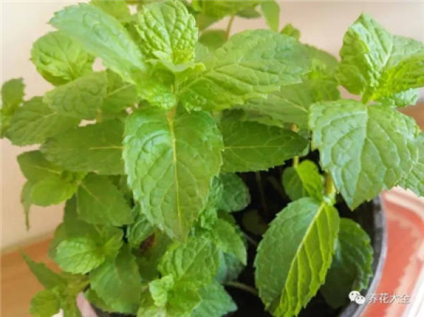 Peppermint Peppermint