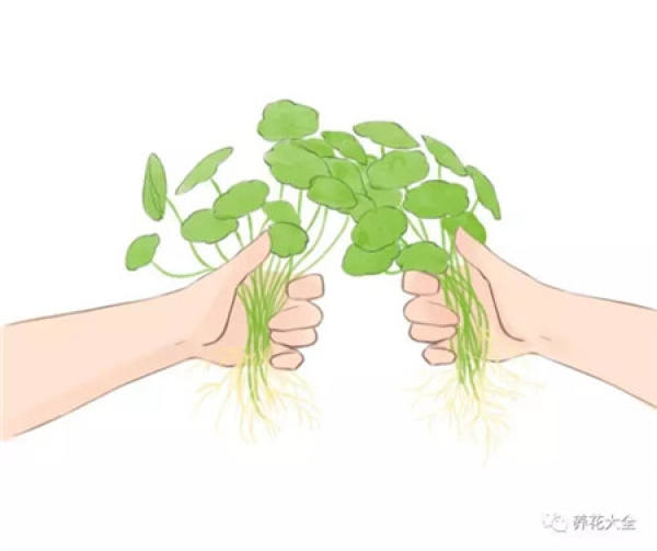 Herba Pileae Scriptae half soil and half water