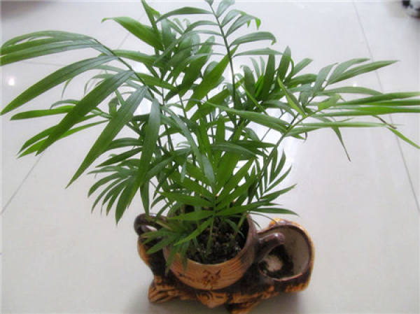 Coconut seed treatment