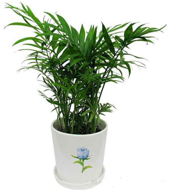 Precautions for Pocket Coconut Seeding