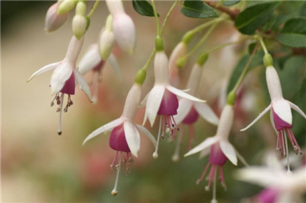 When will the golden bell blossom?