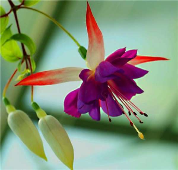 When will the golden bell blossom?
