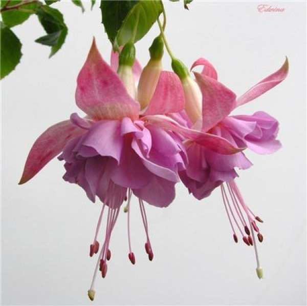 When will the golden bell blossom?